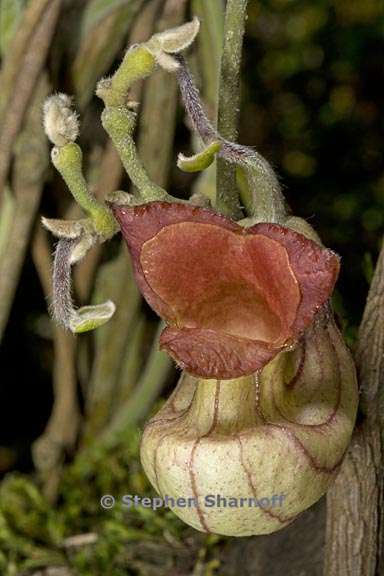 aristolochia californica 5 graphic